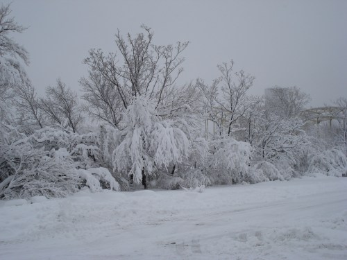 A snowy landscape with trees heavily laden with snow, creating a serene winter scene.