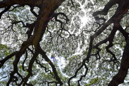 Sunlight filters through a canopy of twisted tree branches and leaves against a bright sky.