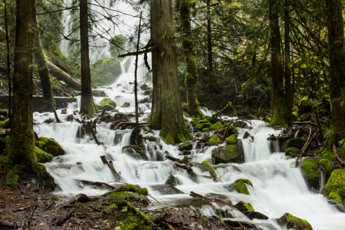 A serene forest scene featuring a cascading waterfall surrounded by lush greenery and moss-covered rocks.