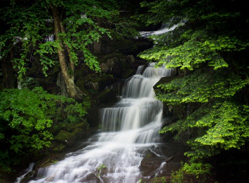 A serene waterfall cascades through lush green foliage, creating a tranquil natural scene.