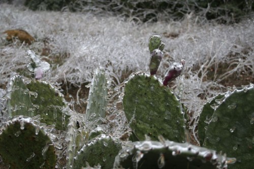 Cacti covered in ice, with glistening frost on their pads and surrounding grass, creating a wintery landscape.