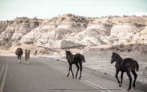 A group of horses walking along a road with rocky hills in the background.