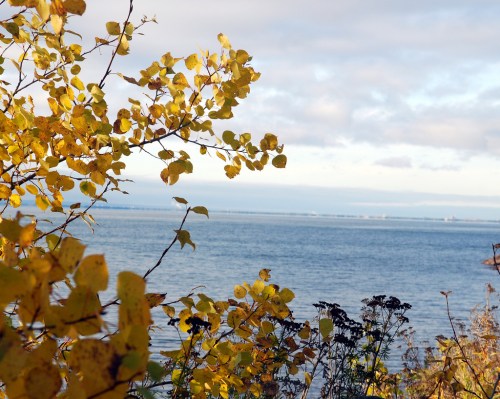 A serene view of a calm sea with autumn leaves in the foreground and a cloudy sky above.