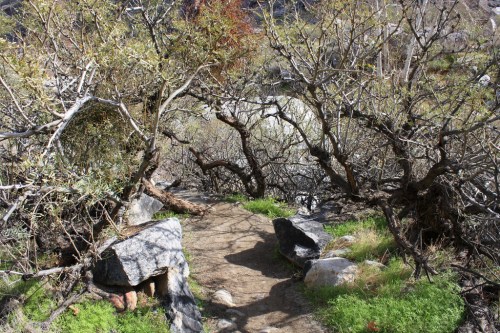 A narrow dirt path winds through dense, twisted shrubs and rocks in a natural landscape.
