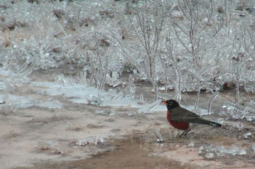 A robin stands on a frozen, icy ground with small plants in the background, showcasing a winter scene.