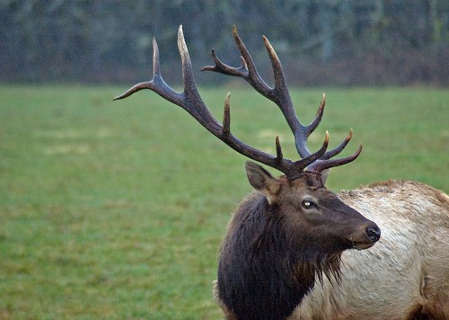 A close-up of a male elk with large antlers, standing in a grassy field with a blurred background.