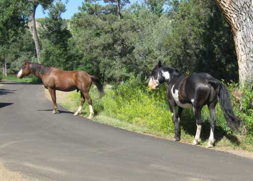 Two horses, one brown and one black and white, stand beside a road surrounded by greenery and trees.