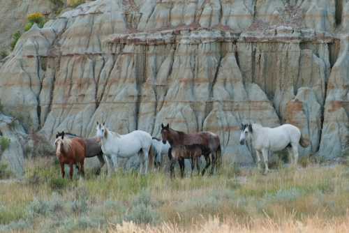 A group of horses, including brown, white, and gray, stands in front of a rocky, textured landscape.