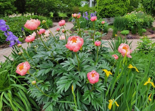 A lush garden featuring pink peonies and yellow irises, with a winding brick path in the background.