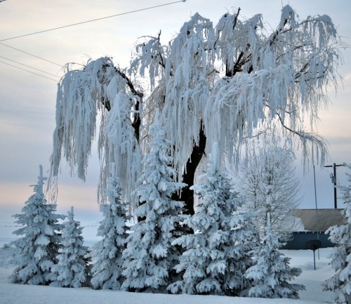 A large, icy tree with drooping branches stands among snow-covered evergreens under a pale winter sky.