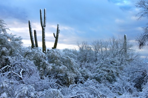 A snowy landscape featuring cacti and trees, with a cloudy sky in the background.