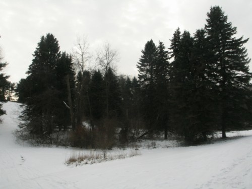 A snowy landscape featuring a cluster of tall evergreen trees against a cloudy sky.