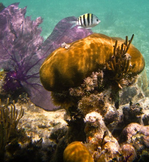 A colorful underwater scene featuring a striped fish swimming near coral and purple seaweed.