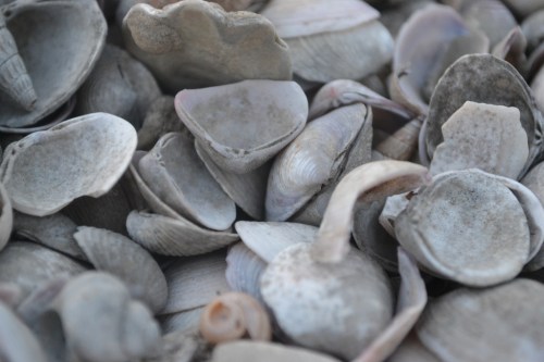 A close-up of various gray and beige seashells scattered on a surface.