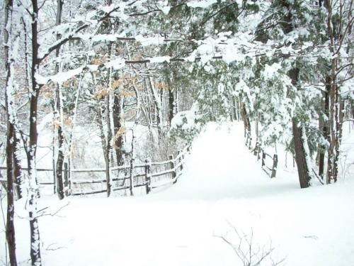 A snowy path winding through a forest, lined with trees and a wooden fence, creating a serene winter scene.