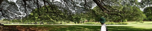 A person stands under a large tree, surrounded by lush green grass and trees in a sunny park setting.