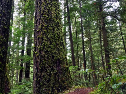A lush forest scene featuring tall trees covered in green moss, surrounded by dense foliage.