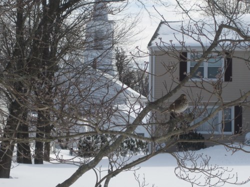 A bird perched on a bare tree branch in a snowy landscape, with houses and a church in the background.