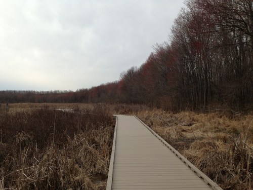 A wooden boardwalk leads through a marshy area with bare trees and hints of red foliage under a cloudy sky.