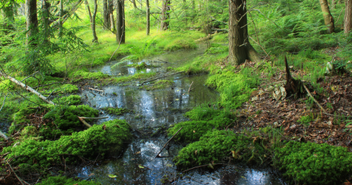 A serene forest scene with a small, reflective pond surrounded by lush green moss and trees.