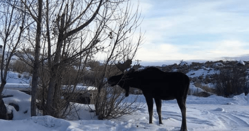 A moose stands near a tree in a snowy landscape under a clear sky.