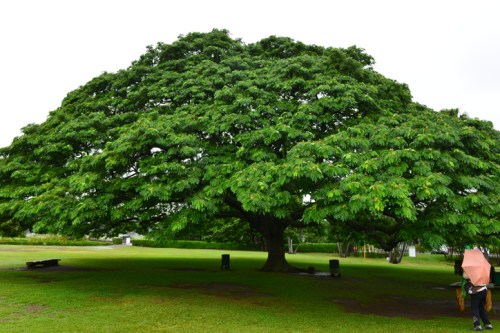 A large, lush green tree with a wide canopy stands in a grassy area, surrounded by a few benches and a cloudy sky.