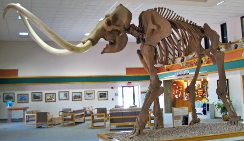 A large mammoth skeleton displayed in a museum lobby, surrounded by seating and informational exhibits.