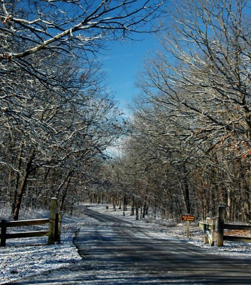 A snow-covered path lined with bare trees under a clear blue sky, leading into a serene winter landscape.
