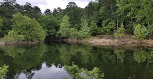 A serene lake surrounded by lush green trees, reflecting the landscape on calm water.