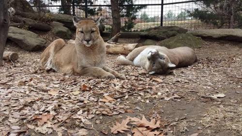Two cougars resting on the ground among fallen leaves, one lying on its side and the other sitting calmly.