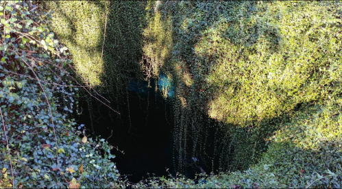 A deep, dark well surrounded by lush green foliage and hanging vines, creating a mysterious atmosphere.