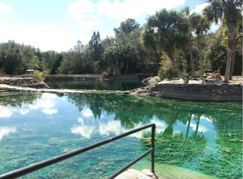 A serene natural spring with clear turquoise water, surrounded by lush greenery and palm trees under a blue sky.