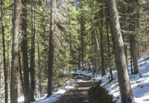 A forest path lined with tall trees, partially covered in snow, under a clear blue sky.