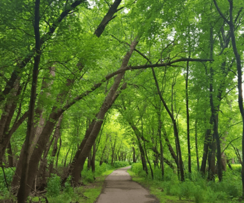 A serene path winding through a lush green forest with tall trees and vibrant foliage.