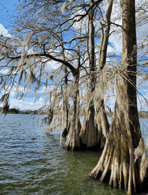 Cypress trees with Spanish moss by a calm lake under a blue sky with scattered clouds.