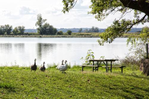 A serene lakeside scene with geese and ducks near a picnic table under a tree.