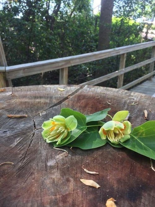A close-up of two yellow-green flowers resting on a wooden stump, with a blurred wooden path and greenery in the background.