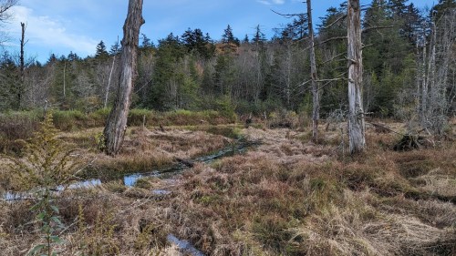 A serene wetland scene with tall trees, grasses, and a small stream under a clear blue sky.