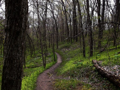 A winding dirt path through a lush, green forest with bare trees and fresh foliage.