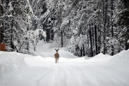 A deer stands in the middle of a snowy road, surrounded by tall trees blanketed in snow.