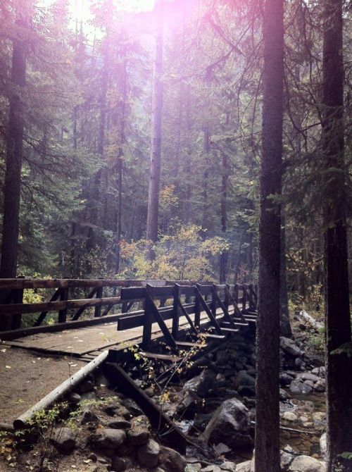 A wooden bridge crosses a small stream in a dense forest, surrounded by tall trees and autumn foliage.