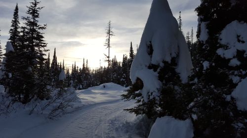 A snowy path winds through tall evergreen trees, with a soft sunset illuminating the winter landscape.