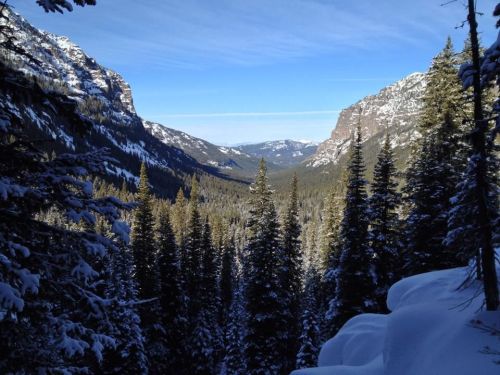 A snowy mountain landscape with tall evergreen trees and a valley between steep cliffs under a clear blue sky.