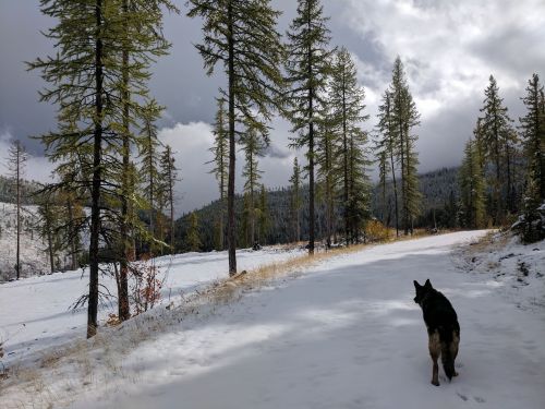 A dog stands on a snowy path surrounded by tall pine trees and mountains under a cloudy sky.