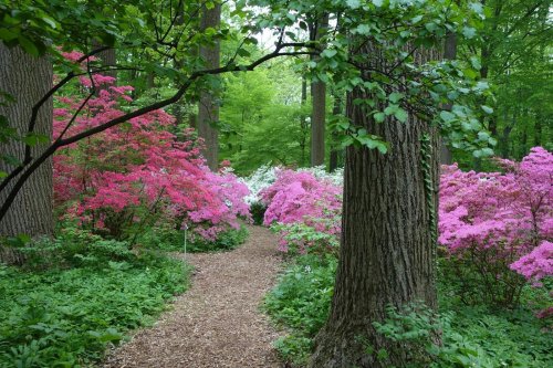 A winding path through a vibrant forest filled with blooming pink azaleas and lush green trees.
