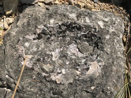 A textured rock surface with patches of white and gray, surrounded by small stones and grass.