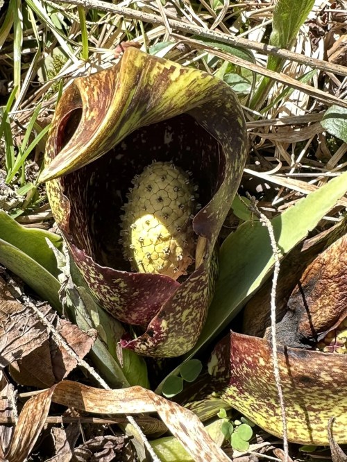 A unique plant with a curled, patterned leaf surrounding a yellow, spiky structure, nestled in dry grass and leaves.