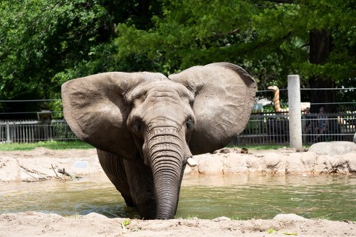 A close-up of an elephant standing near a water pool, surrounded by greenery and a zoo enclosure in the background.