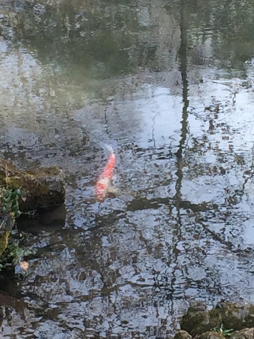 A koi fish swims in a tranquil pond, reflecting trees and the sky on the water's surface.