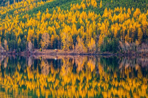 A serene lake reflecting vibrant autumn trees in shades of yellow and green, surrounded by a forested landscape.